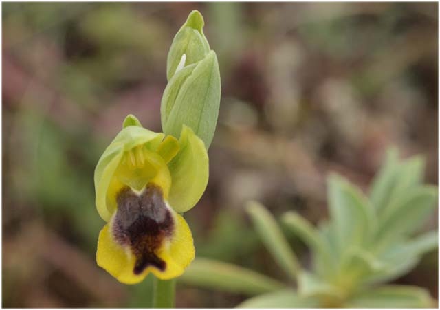 Orchidee dalla murgia Materana